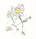 Study of Daisies