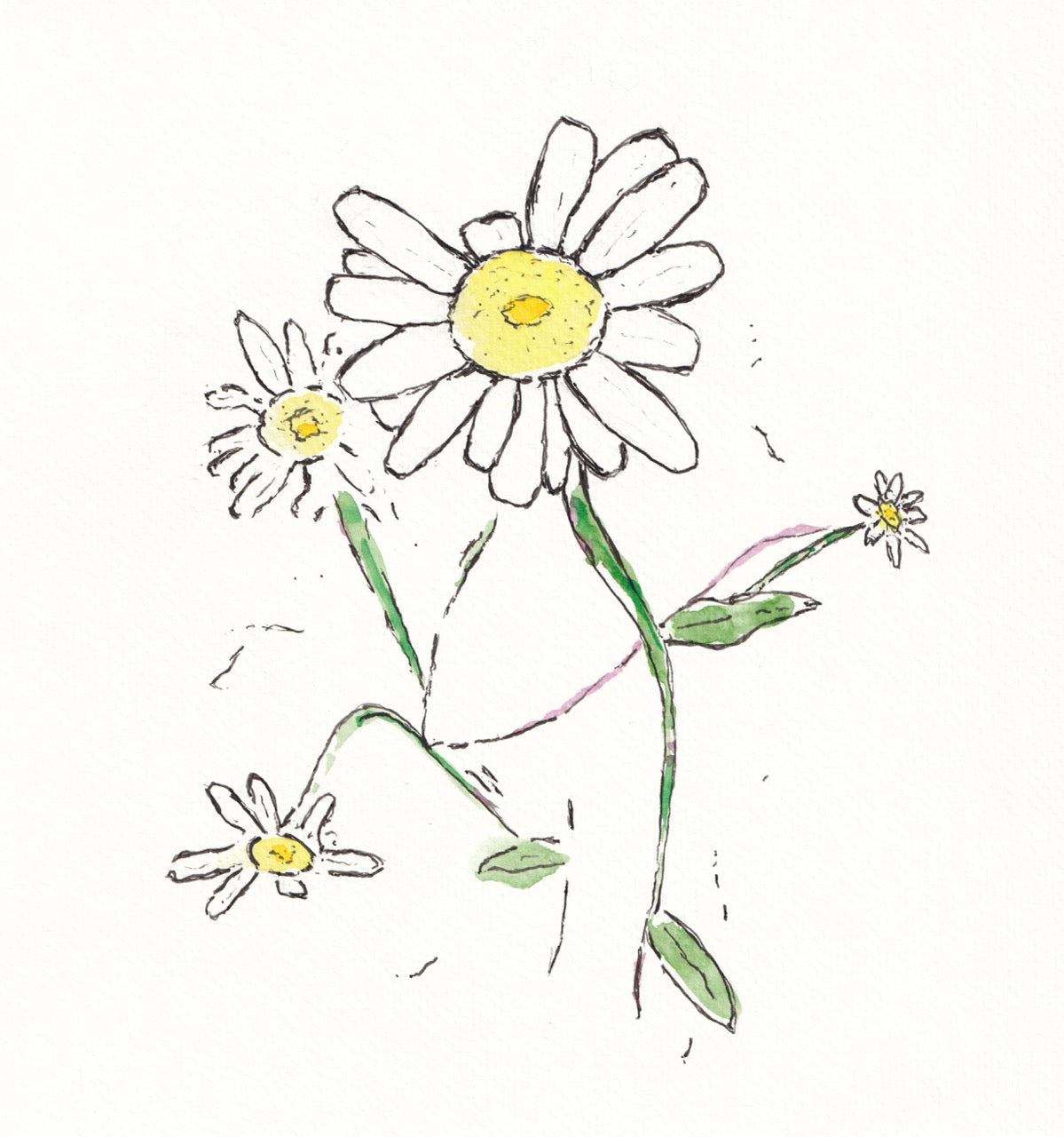 Study of Daisies