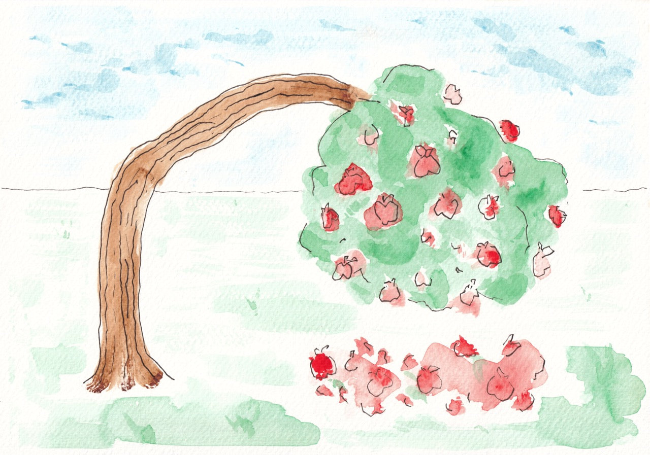 Too Many Apples